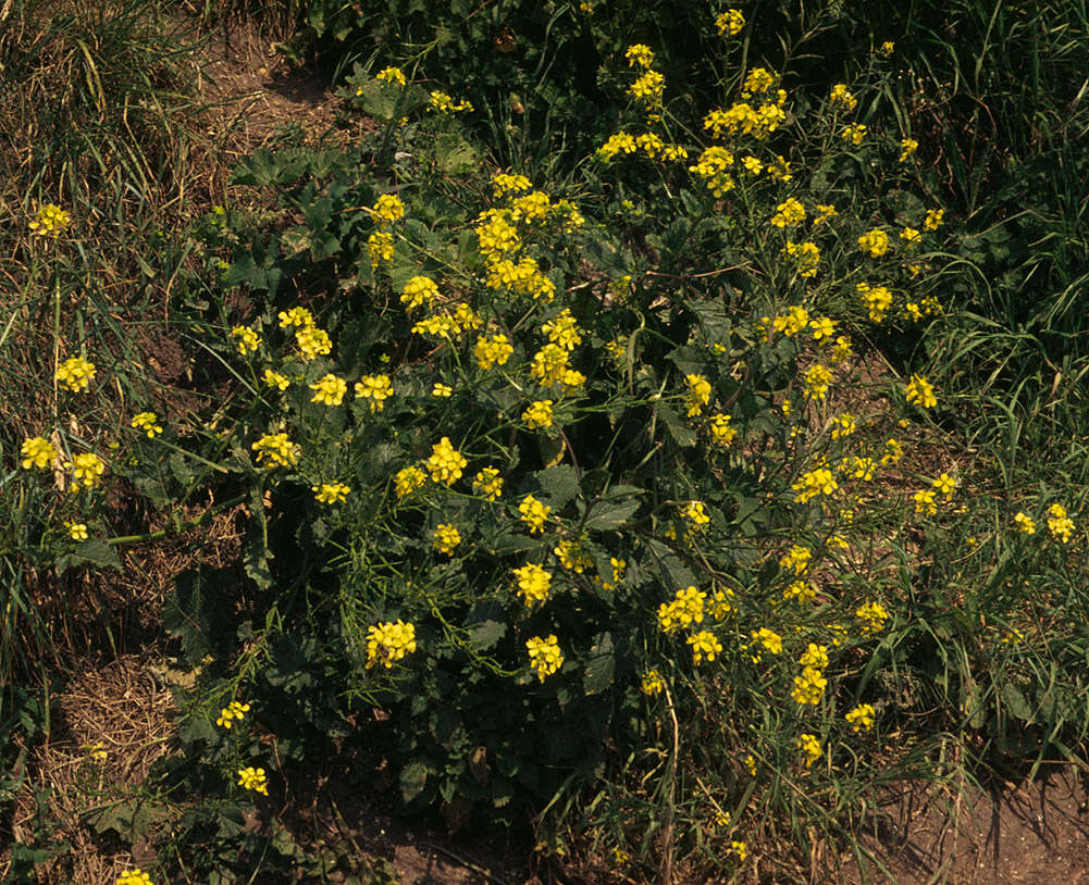 Image of charlock mustard