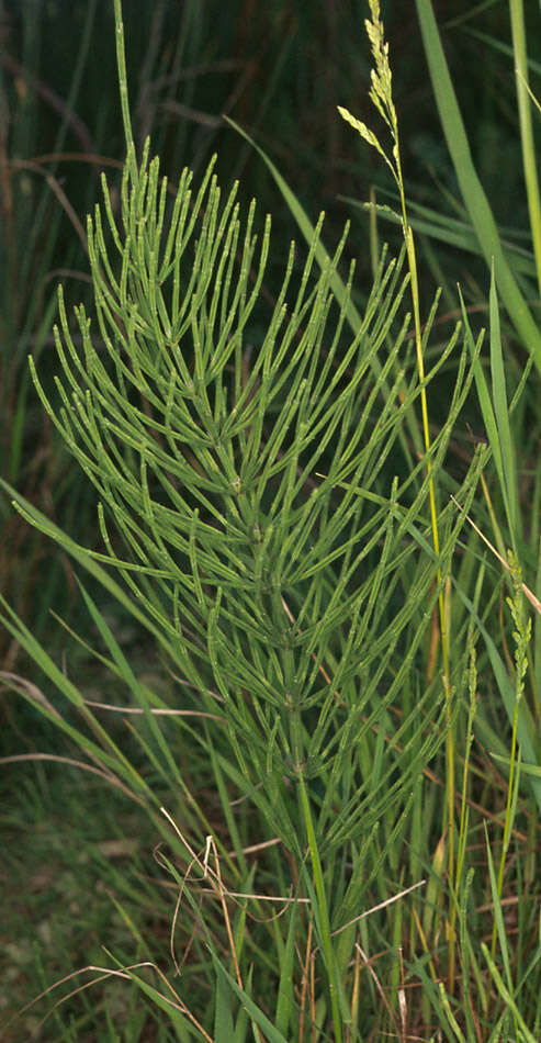 Image of field horsetail