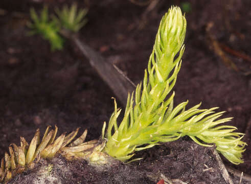 Image of Marsh Clubmoss