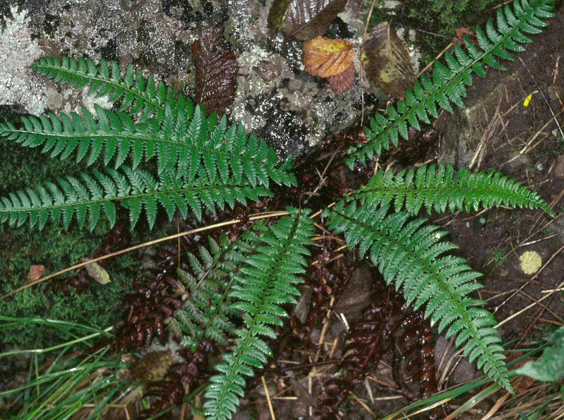 Image of hard shield-fern