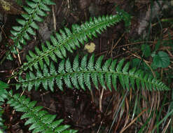 Image of hard shield-fern