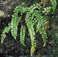 Image of Green Spleenwort