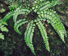 Image of Green Spleenwort