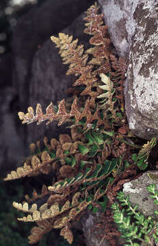 Plancia ëd Asplenium ceterach subsp. ceterach