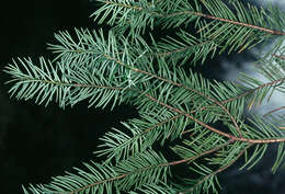 Image of Douglas Fir