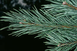 Image of Scotch Pine