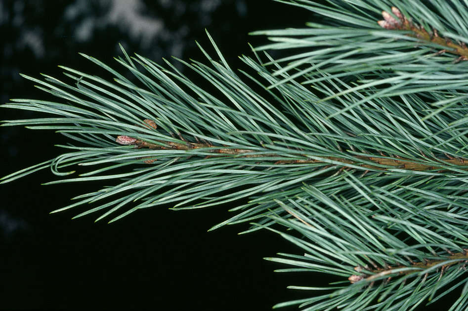 Image of Scotch Pine