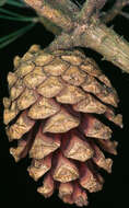 Image of Scotch Pine