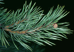 Image of Scotch Pine