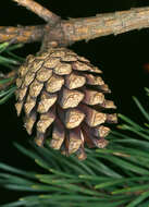 Image of Scotch Pine