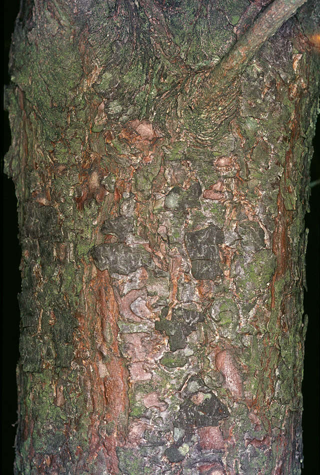 Image of Scotch Pine