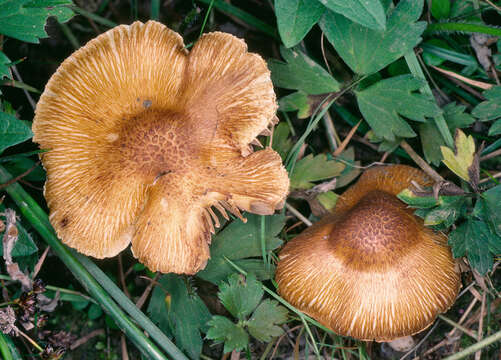 Image of Inocybe maculata Boud. 1885