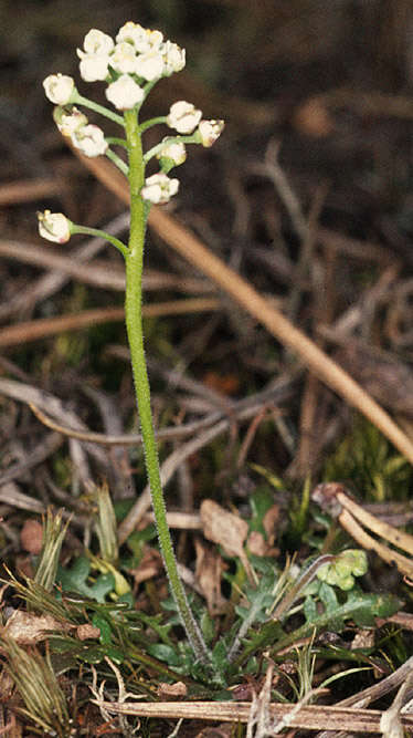 صورة Teesdalia nudicaulis (L.) W. T. Aiton