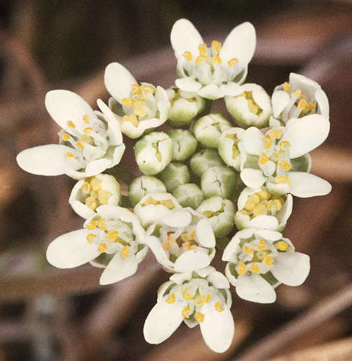 صورة Teesdalia nudicaulis (L.) W. T. Aiton