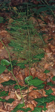 Image of field horsetail