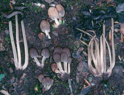 Coprinellus angulatus (Peck) Redhead, Vilgalys & Moncalvo 2001的圖片