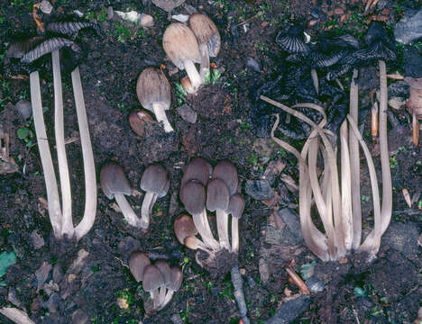 Image of Coprinellus angulatus (Peck) Redhead, Vilgalys & Moncalvo 2001