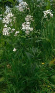 Imagem de Hesperis matronalis L.