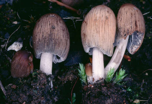 Image of Coprinellus angulatus (Peck) Redhead, Vilgalys & Moncalvo 2001