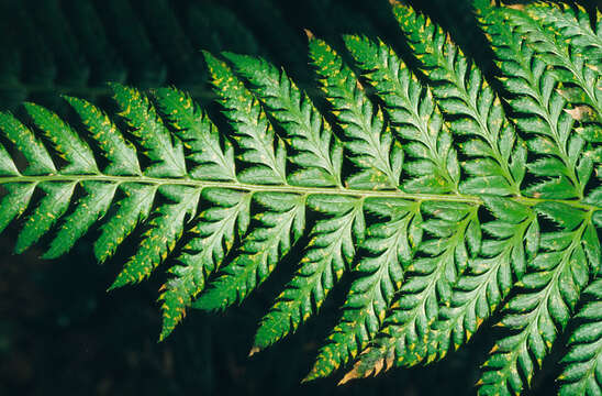 Слика од Polystichum aculeatum (L.) Roth