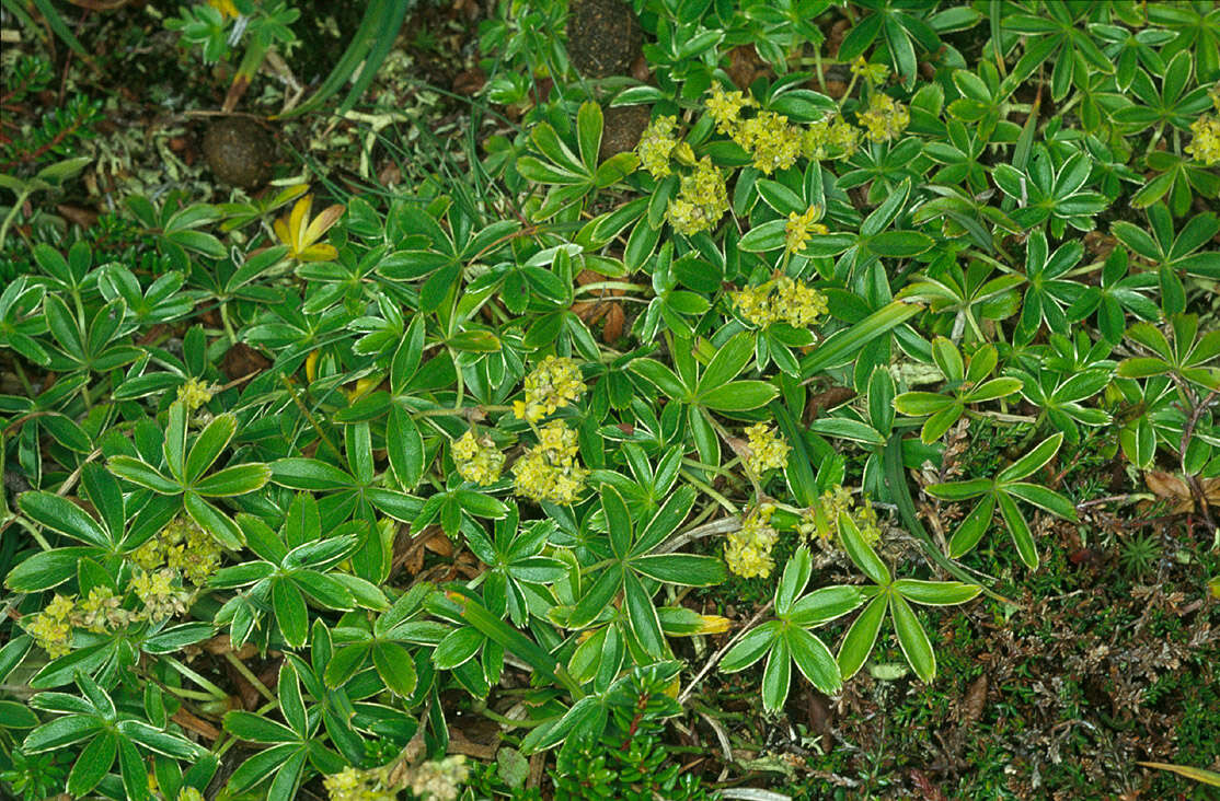 Image of Alpine Lady's-mantle