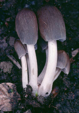 Coprinellus angulatus (Peck) Redhead, Vilgalys & Moncalvo 2001的圖片