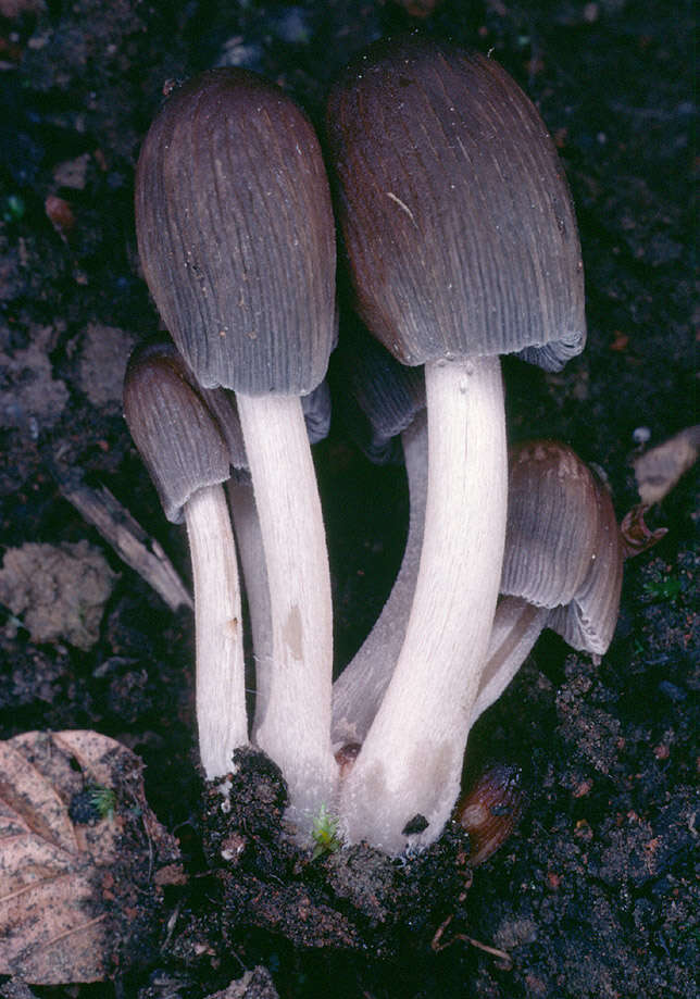 Image of Coprinellus angulatus (Peck) Redhead, Vilgalys & Moncalvo 2001