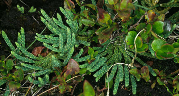 Image of Alpine Creeping-Cedar