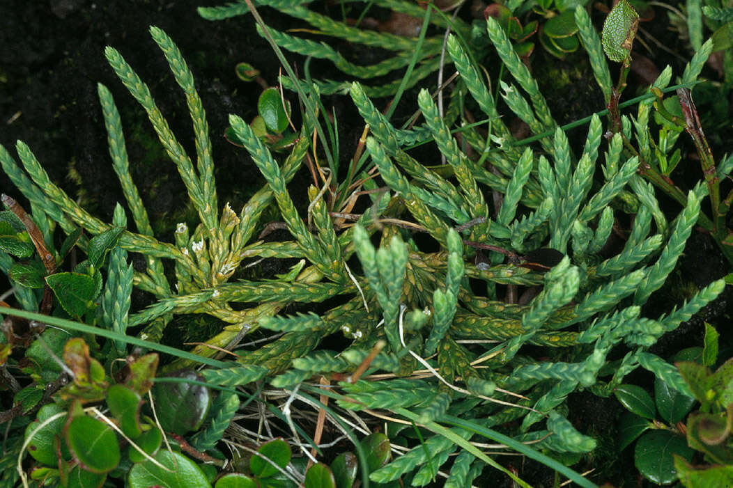 Image of Alpine Creeping-Cedar