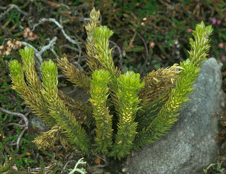 Image of Fir Club Moss