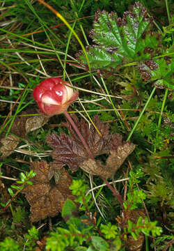 Rubus chamaemorus L. resmi