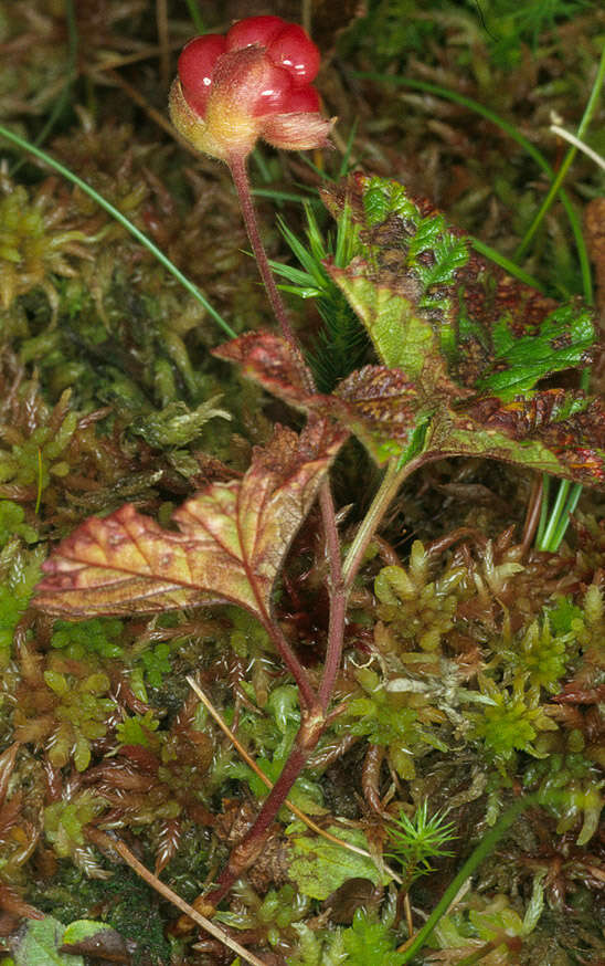 Rubus chamaemorus L. resmi