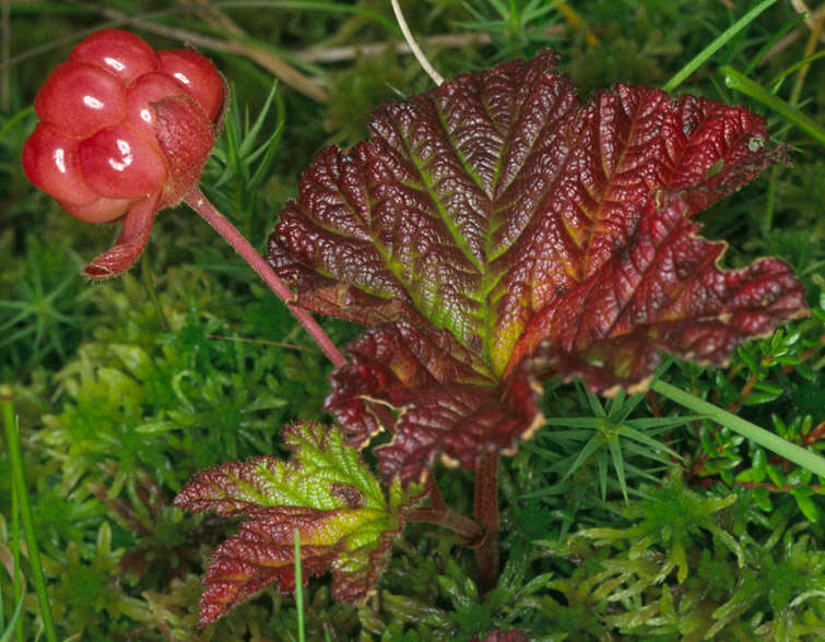 Image of cloudberry