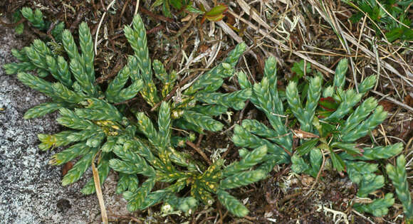 Image of Alpine Creeping-Cedar