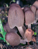 Image of Coprinellus angulatus (Peck) Redhead, Vilgalys & Moncalvo 2001