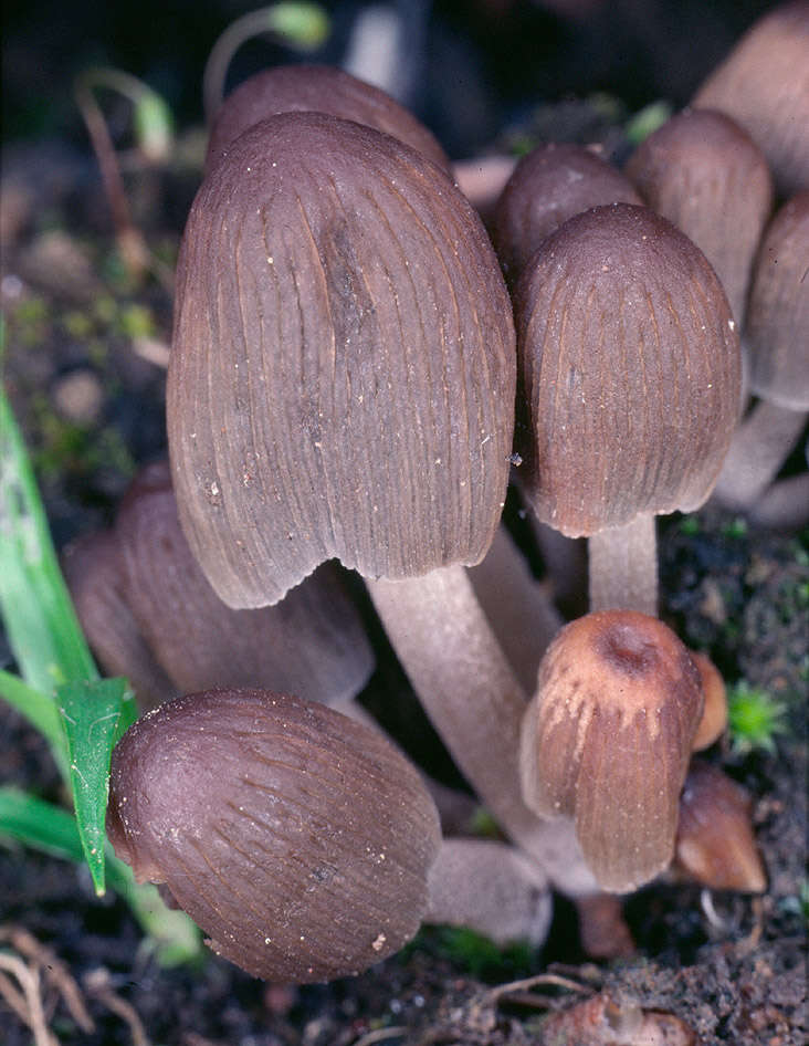 Coprinellus angulatus (Peck) Redhead, Vilgalys & Moncalvo 2001的圖片