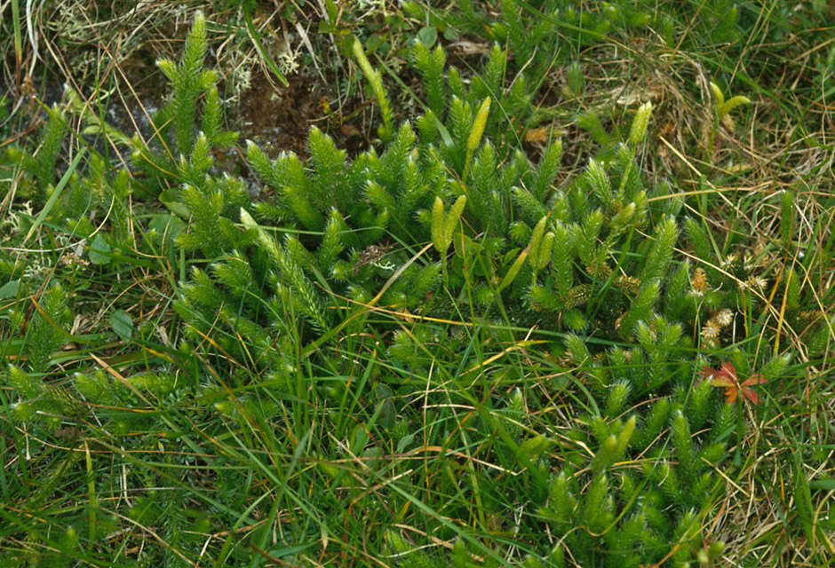 Image of Stag's-horn Clubmoss