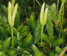 Image of Stag's-horn Clubmoss