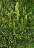 Image of Stag's-horn Clubmoss