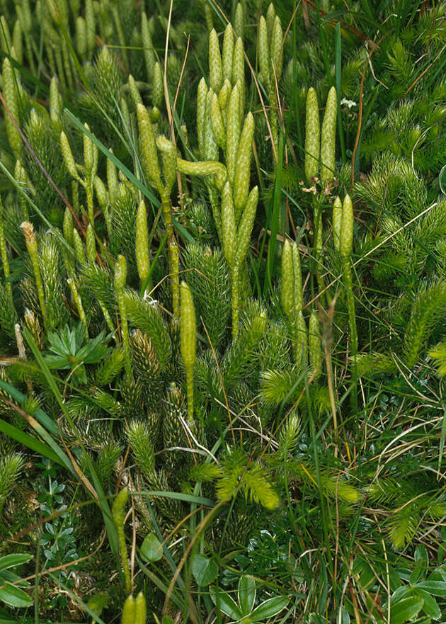 Image of Stag's-horn Clubmoss