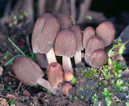 Image of Coprinellus angulatus (Peck) Redhead, Vilgalys & Moncalvo 2001