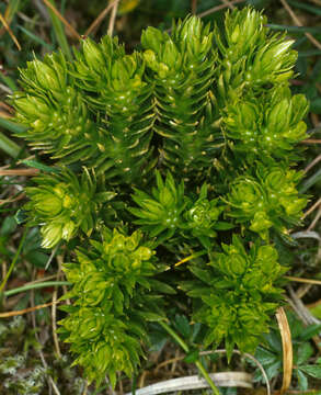 Image of Fir Club Moss