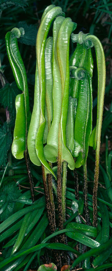 Image of Asplenium scolopendrium subsp. scolopendrium