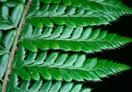 Image of hard shield-fern