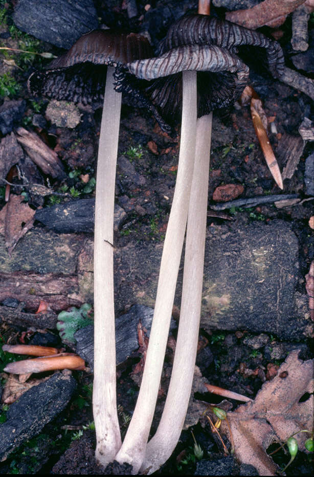 Image of Coprinellus angulatus (Peck) Redhead, Vilgalys & Moncalvo 2001