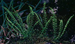 Image of Green Spleenwort