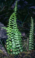 Image of Green Spleenwort