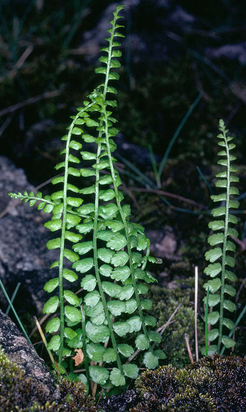 Image of Green Spleenwort