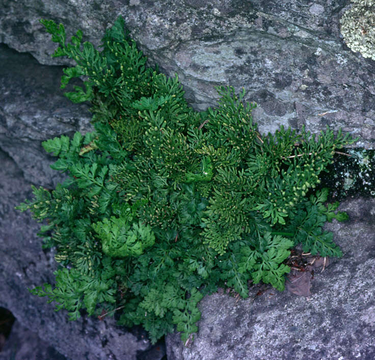 Image of parsley fern