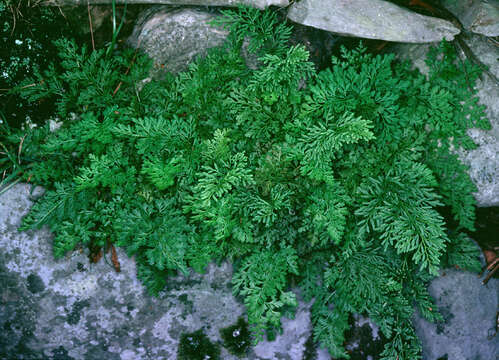 Image de Cryptogramma crispa (L.) R. Br. ex Hook.